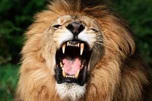 Read more about the article Lead Like a Lion: 5 Transformative Benefits of a CRM System